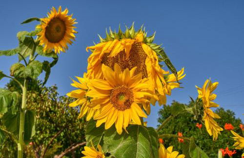 Casa Primavera, a Home in Madeira - Foto 3