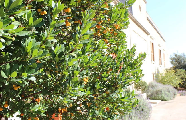 Masseria Pagani - Photo 66