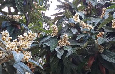 Lemonokipos, holiday house with private pool - Foto 49