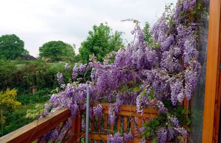 Hale Aloha - Foto 44