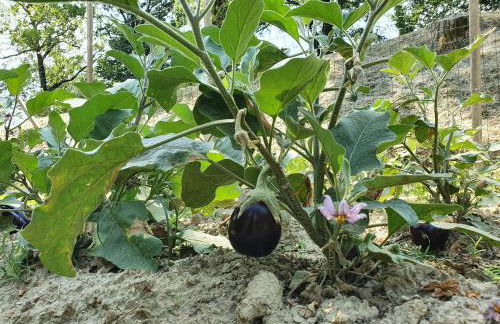 Agriturismo Il Burlino Apartments - Foto 66