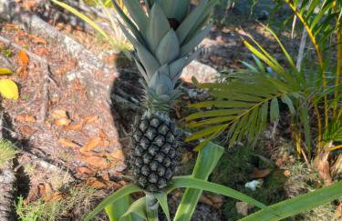 Porto Taipu - Foto 61