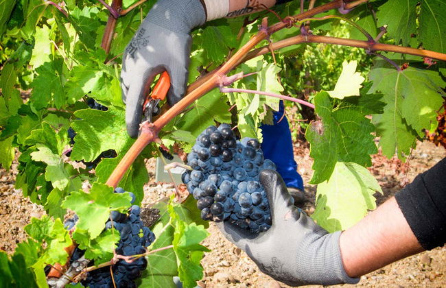 Tr3smano Winery Tour - Foto 3