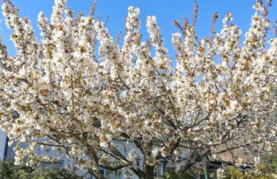 Lovely 2 bed annexe near Salisbury - Foto 41