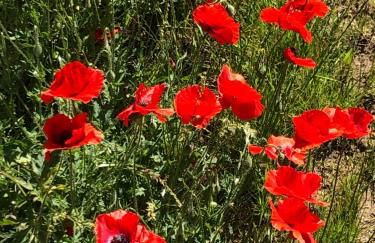 Ferienwohnungen Arkonablick - Foto 27