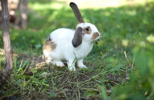 Appartements Kirchtalhof - Photo 39