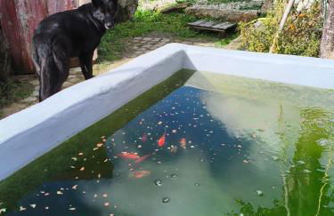 Tapada das Carvalhas - Foto 7