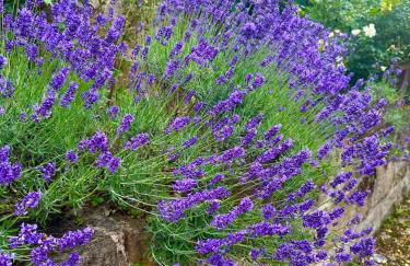 Cosy historic brewery with beautiful outdoor space - Foto 57