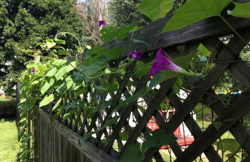Authentic Mongolian Yurt for a Serene Healing Retreat in Saratoga Springs, New York - Foto 23