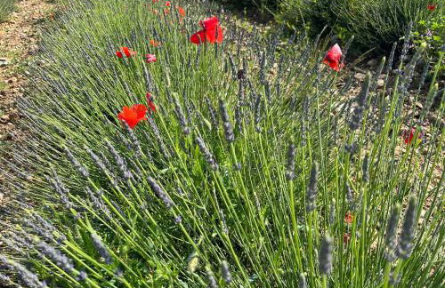 Gite Harmonie - Foto 35