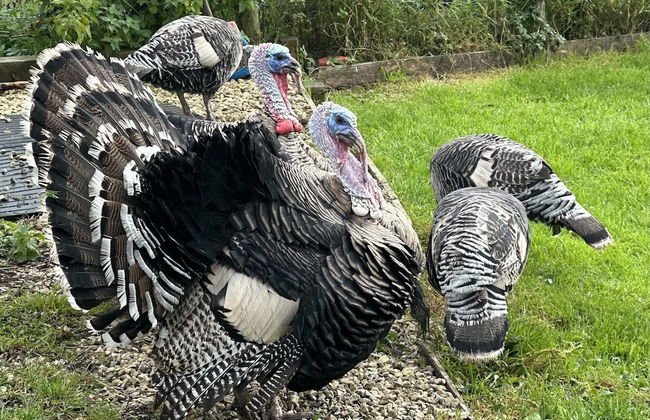 Gratton Grange Farm Holiday Cottage - Foto 34