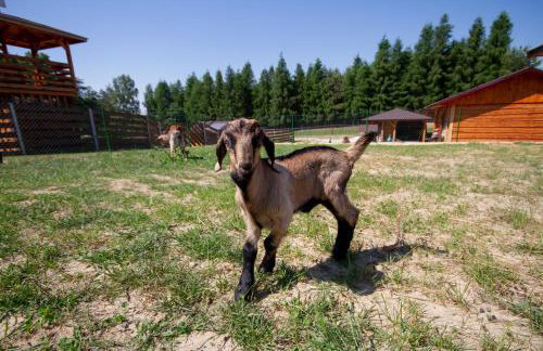 Zagroda Nad Kotelnią - Foto 70