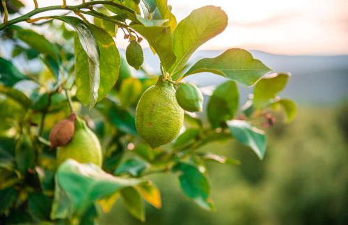 San Carlo a La Molinella - Photo 69