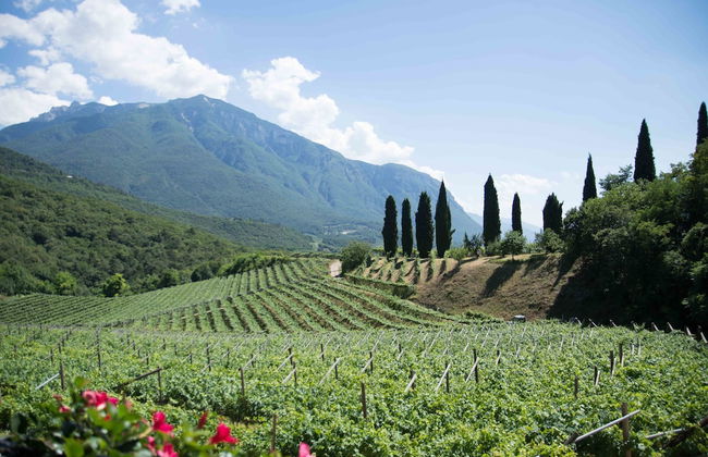 Agritur Casteller - Foto 40