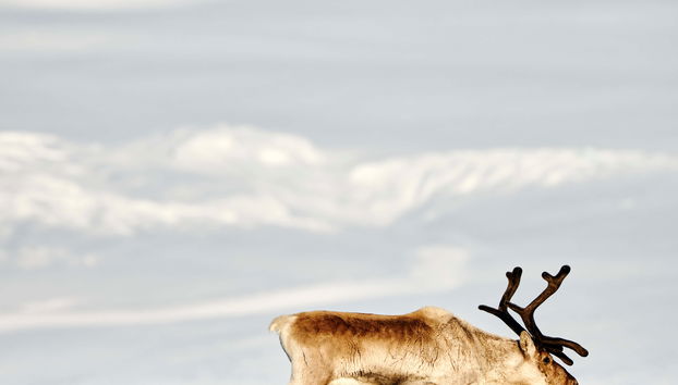 Breiðdalsvík Valley Reindeer Safari - Foto 5
