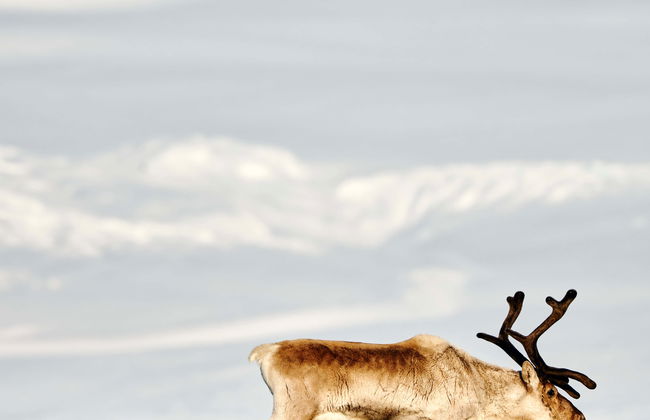 Breiðdalsvík Valley Reindeer Safari - Photo 5