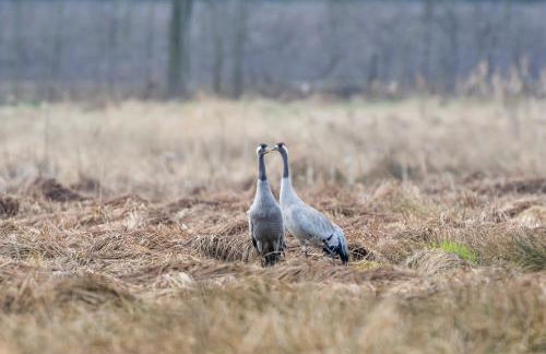 Villa Duck-Dich-Südheide - Photo 12