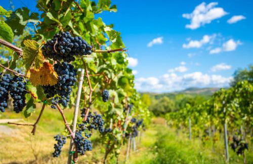 Villa Casale Silvia Large Private Pool A C Wifi - 2931 - Foto 135