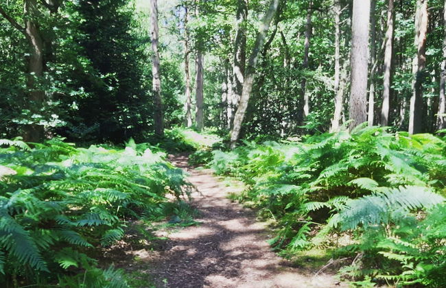Beautiful 6-bed Dog Friendly Cottage in Heacham - Photo 13