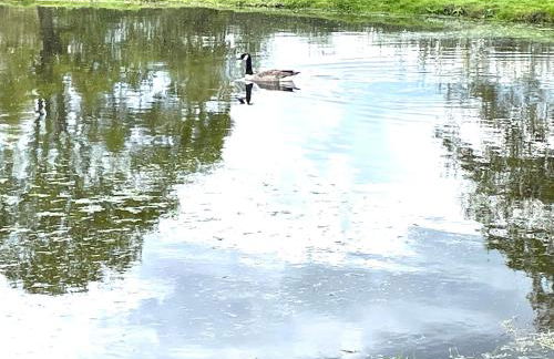 Reeds retreat - Foto 14