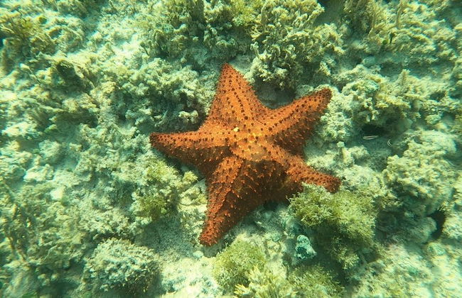 Boca Catalina Oceanview 4 4 Private Pool - Foto 34