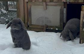 Kuckucksnest - Ferienwohnung mit Traumblick im Schwarzwald - Foto 31