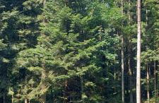 Beskidzka Apartments - Foto 52