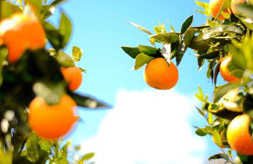 Sea Breeze Apartments Chios - Photo 58