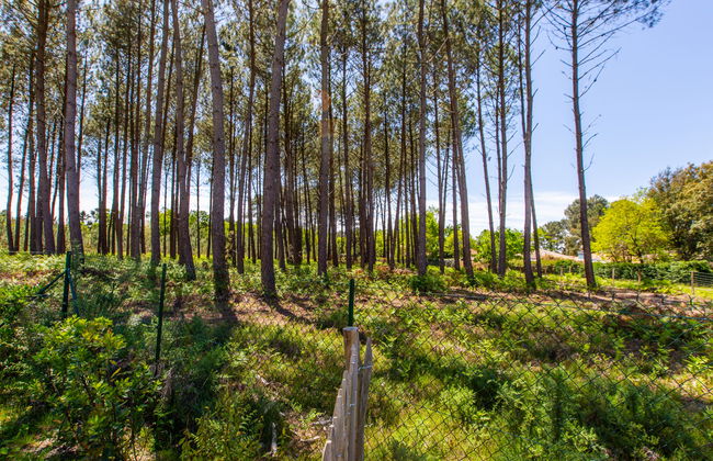 Les Fougères - Foto 28
