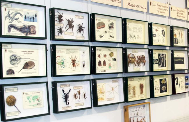 Visita guiada ao Museu de Coleções da Universidade de León - Foto 5