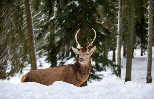 Haus Hubertus - Photo 36