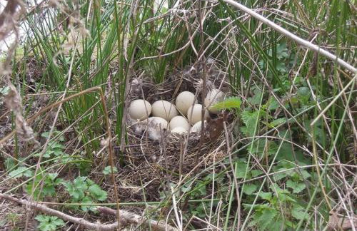Maison de caractère 1840 en Touraine avec grand jardin, pêche, à proximité de Loches et châteaux. - FR-1-381-558 - Foto 16