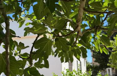 Villa Carmela a San Pietro in Bevagna (TA) - Foto 55