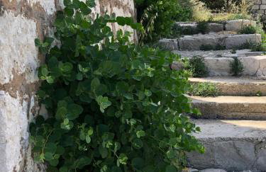 Villa Iva Lastovo - Foto 48