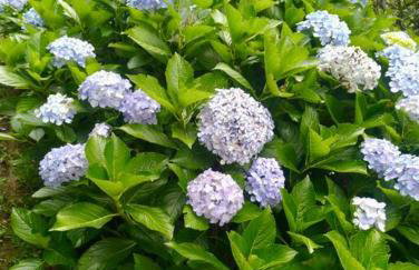 Linda casa em Mury,com riacho e lareira - Foto 12