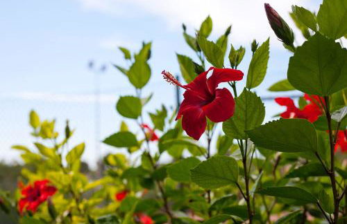 Apartamentos Cala Murada Tennis - Foto 93