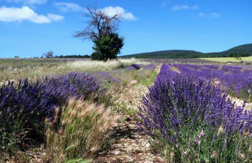 La Terrasse d'Oléa, au coeur du village - Foto 36