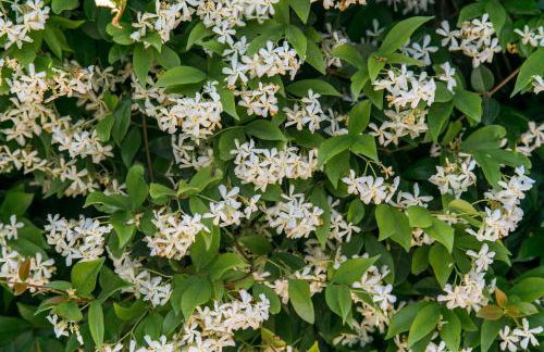 Aparthotel Bardon - Foto 40