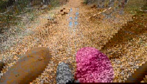 Vista dei cani dalla slitta