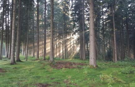 Schwarzwald geht immer Fewo 60 qm mit großem Südbalkon, WLAN und Magenta TV - Foto 32