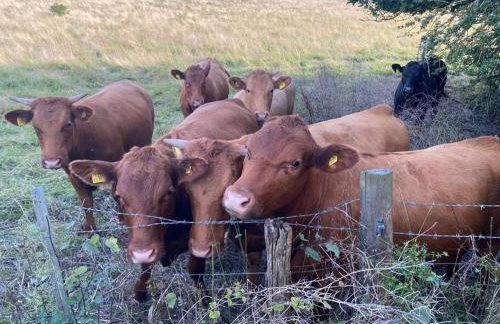 Gorgeous countryside cabin - Foto 17