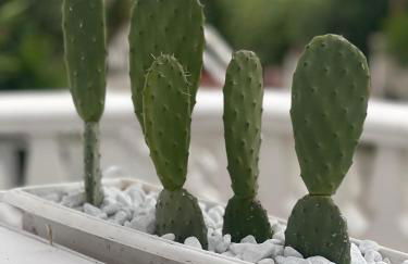 Trilocale 1 sul mare - Foto 21