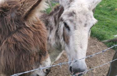 Cwm Farm Cwtch - Photo 16