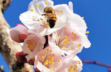 Charming House Muro Leccese + Terrace - Foto 55