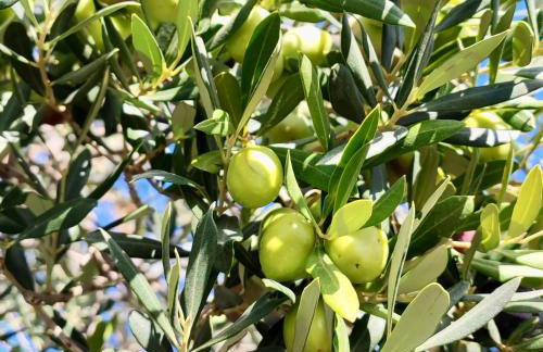 Apartman Ostrea *** - Foto 41