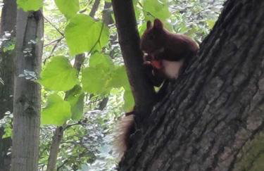 Apartament Biała Flaga nad Jeziorem Charzykowskim - Foto 21