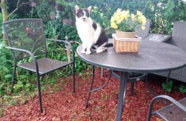 Ferienwohnung Schwalbennest - Foto 43