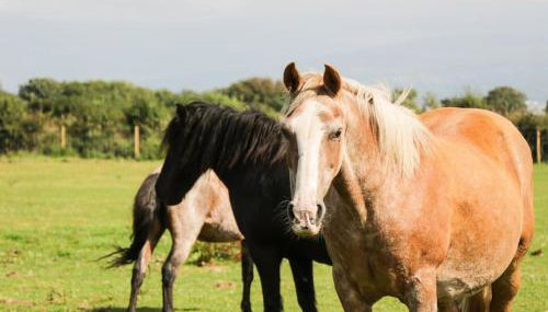 Ty Will, Parc Y Fronwen - Foto 4
