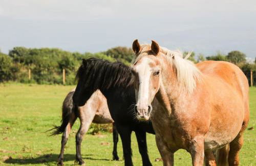 Ty Will, Parc Y Fronwen - Foto 4