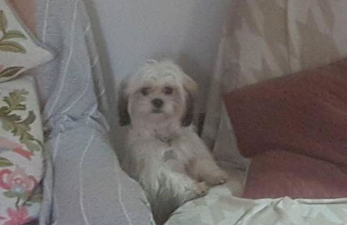 Delightful 3bed thatched Cottage - Foto 12